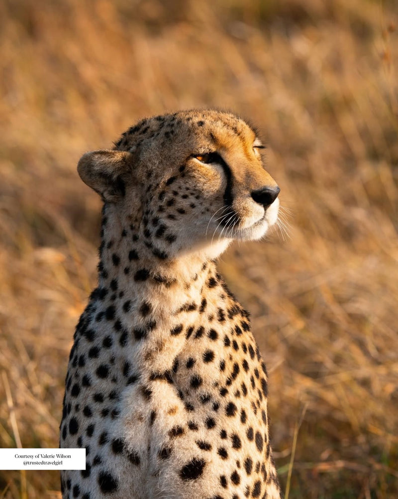 When to Visit The Maasai Mara