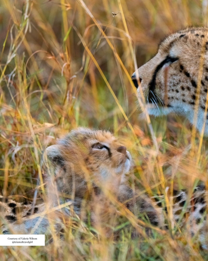 Culture & Conservation
