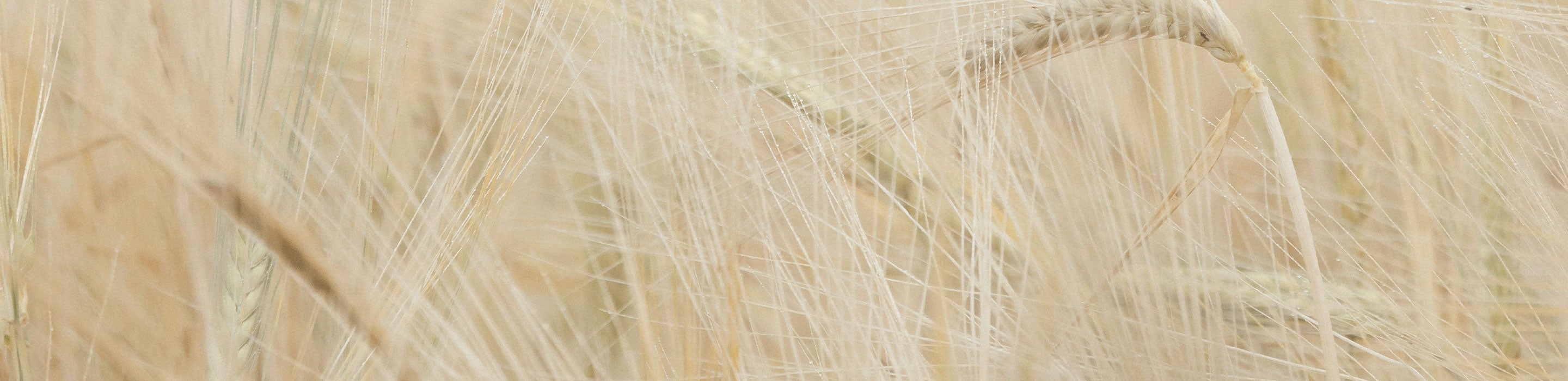 Color Spotlight: Wander In Wheat