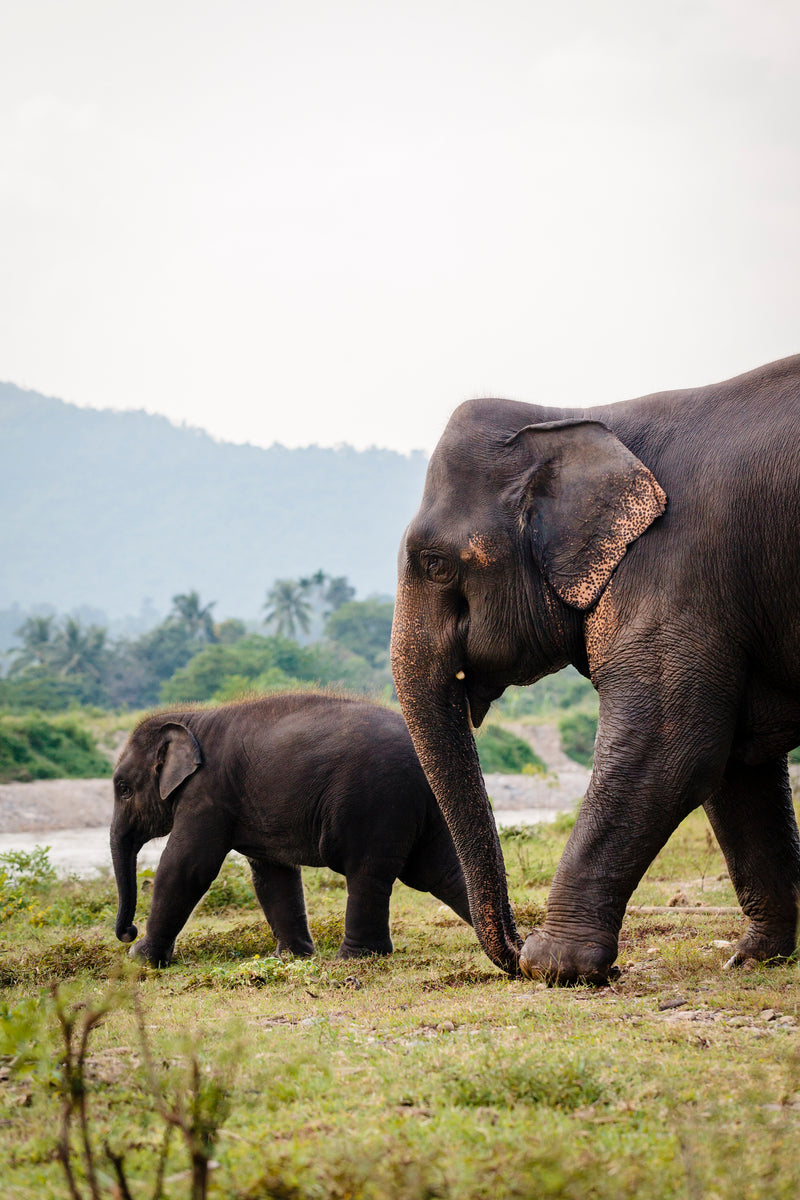 What to Do in Chiang Mai