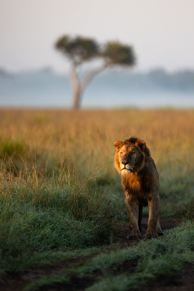 Where to Stay in The Maasai Mara